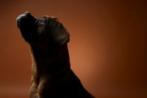 His master's voice